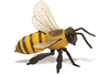 S268229 Unglaubliche Kreaturen - Honigbiene