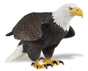 S251029 Aguila de cabeza blanca