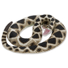 S269329 Eastern Diamonback Rattlesnake