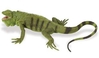 S267729 Iguana verde
