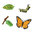 S622616 Safari Wissenschaft - Lebenszyklus eines Monarchfalters (Set)