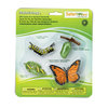 S622616 Ciclo de vida - Mariposa monarca