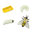 S622716 Safari Wissenschaft - Lebenszyklus einer Honigbiene (Set)