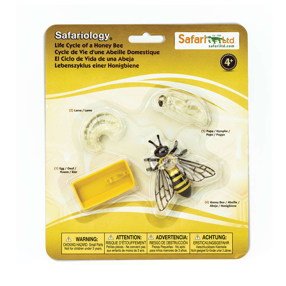 Set S622716 Safari Wissenschaft Lebenszyklus einer Honigbiene 