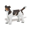 S254229 Jack Russell Terrier