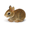 S262129 Baby Eastern Cottontail Rabbit