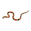 S263329 Coral Snake Baby