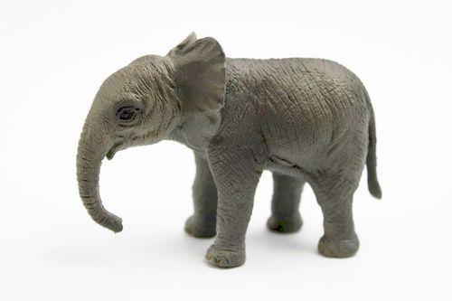BUL63574 - Veau d'éléphant d'Afrique * Nature Now