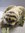 NA770872 - Sloth glove puppet