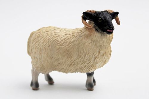 BUL62718 - Mouton Blackface écossais