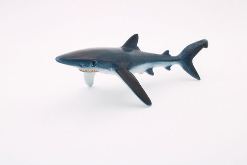 BUL67411 - Requin bleu